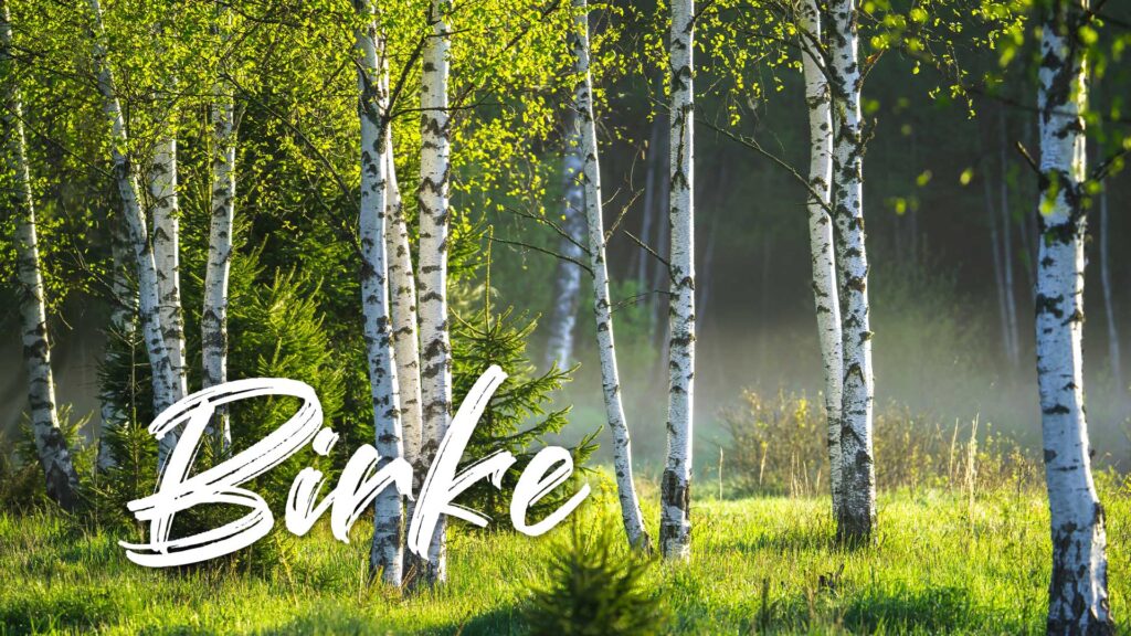 Hintergrundwissen zum nachhaltigen Podcast, Baumarten, Birke